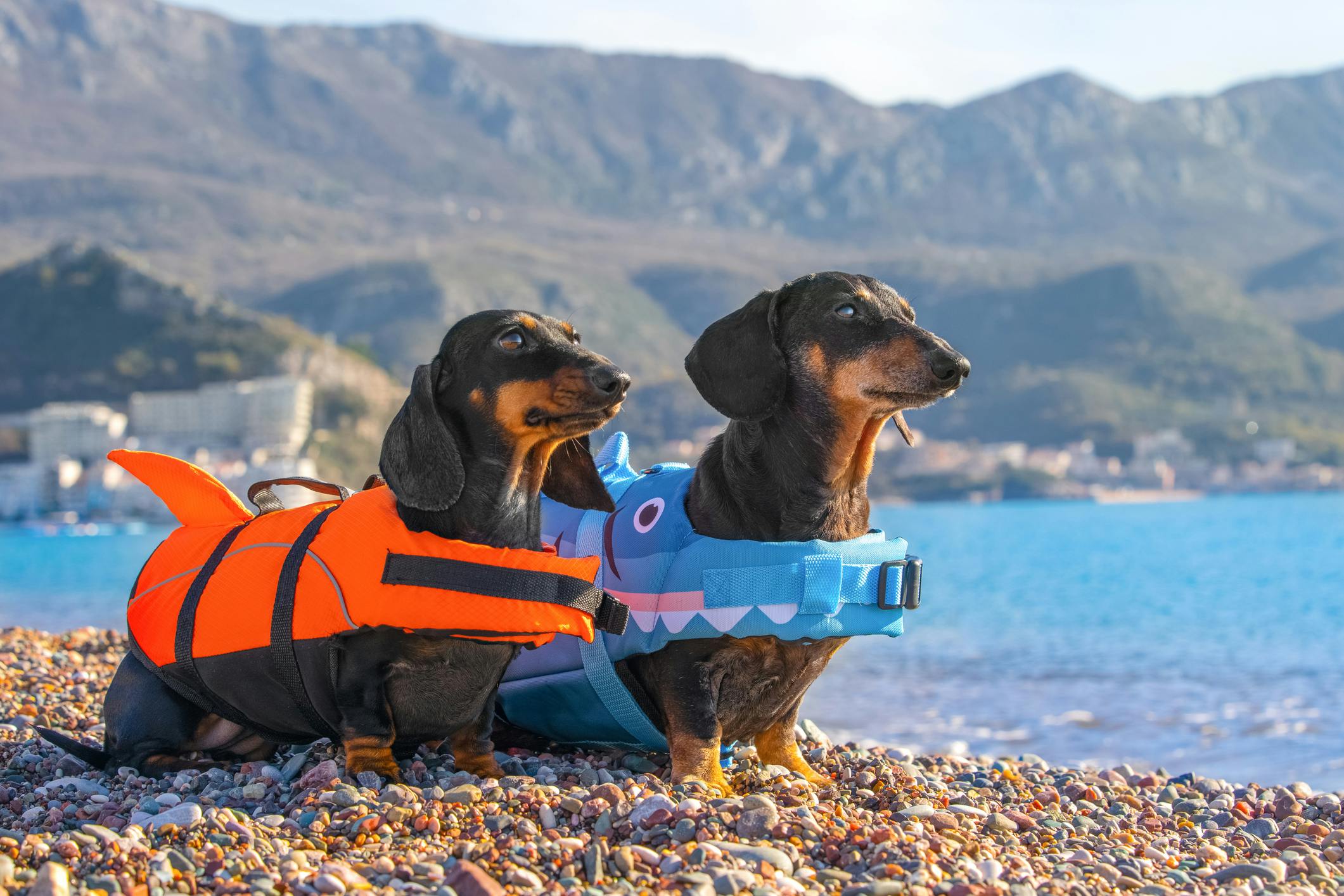 Two Dachshunds standing near a river wearing life vests.