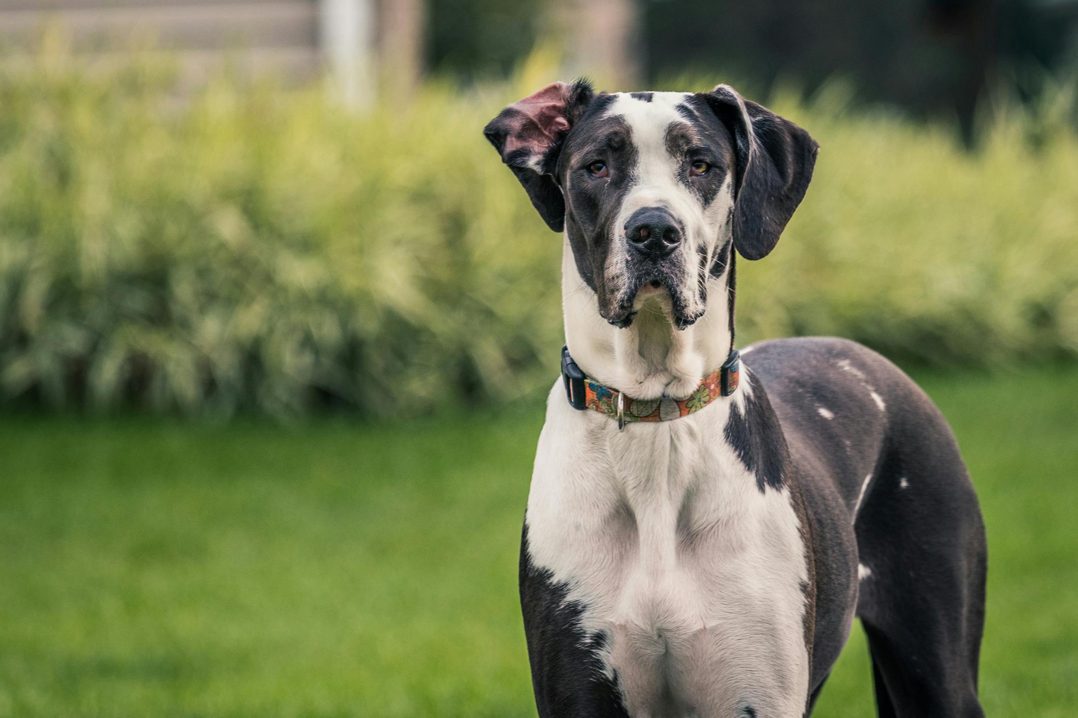 Black and white Great Dane standing outside.