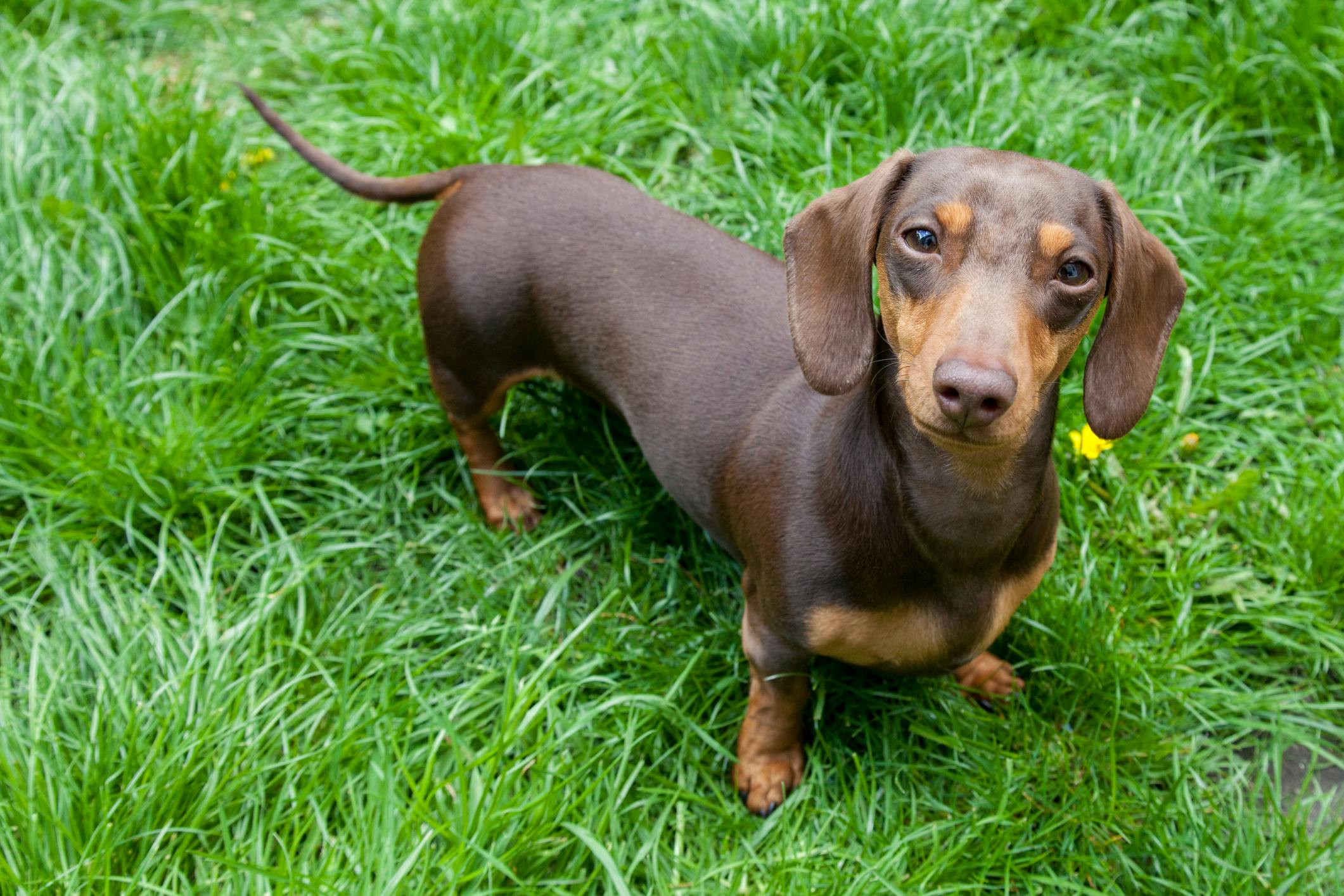 Brown and tan Dachshund standing in the grass.