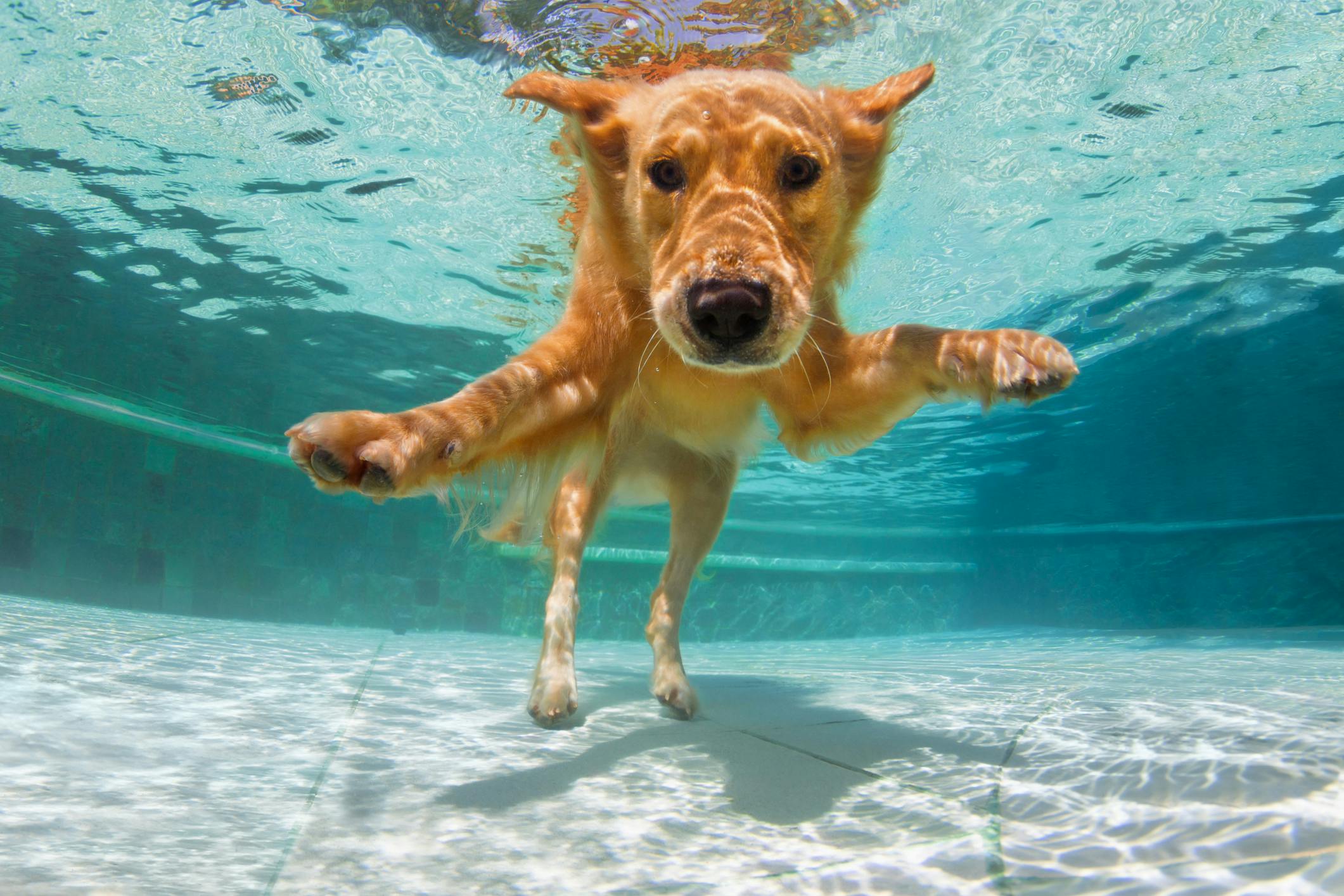 Underwater photo of a Golden Retriever in a swimming pool.