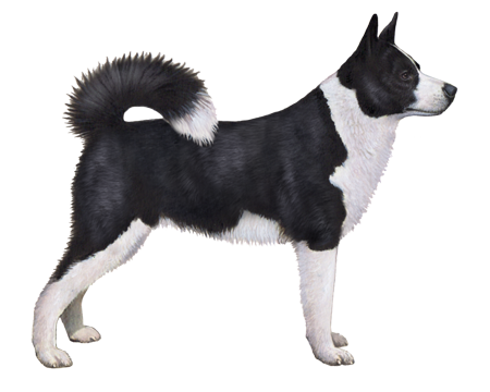 Karelian Bear Dog