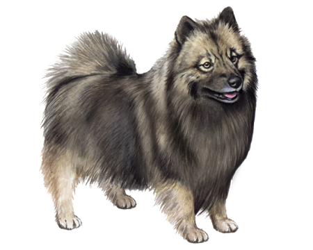 Keeshond