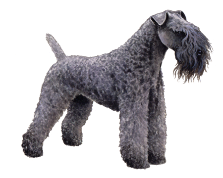 Kerry Blue Terrier