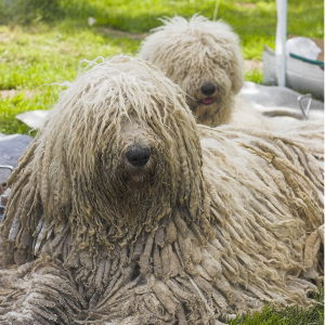 Komondor - carousel