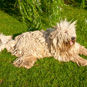 Komondor - carousel