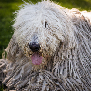 Komondor - carousel