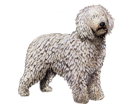 Komondor