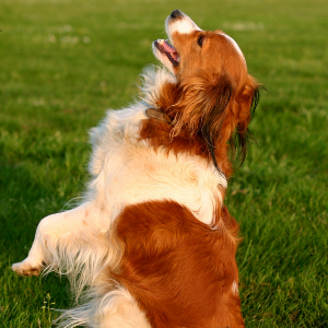 Kooikerhondje - carousel