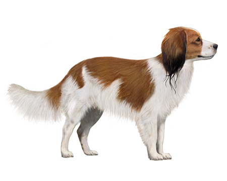 Kooikerhondje