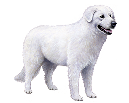 Kuvasz