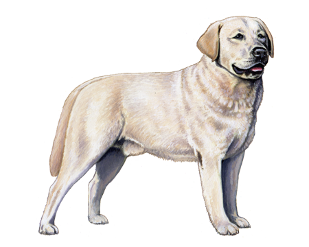 Labrador Retriever