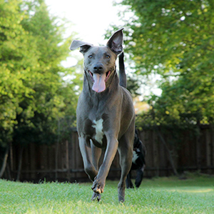 Lacy Dog (Blue Lacy) 1