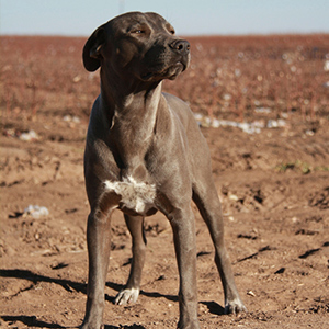 Lacy Dog (Blue Lacy) 2