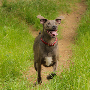 Lacy Dog (Blue Lacy) 3