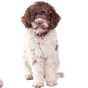 Lagotto Romagnolo - carousel