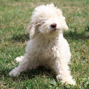 Lagotto Romagnolo - carousel