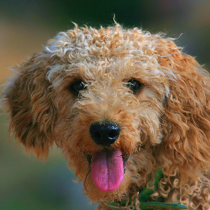 Lagotto Romagnolo - carousel