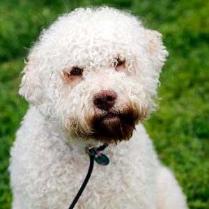 Lagotto Romagnolo - carousel