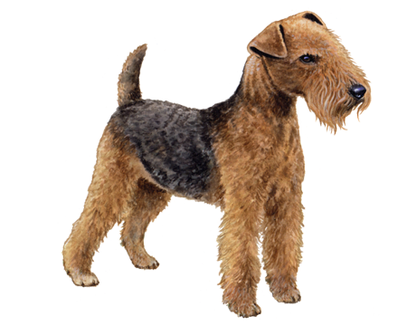 Lakeland Terrier