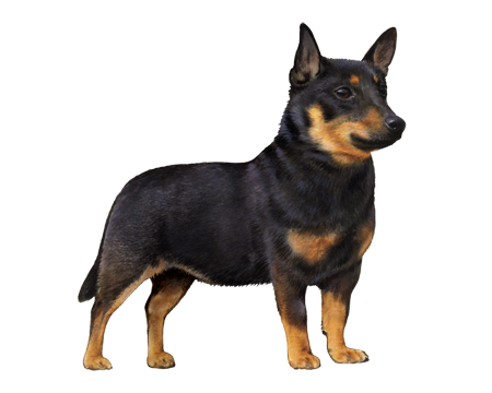 Lancashire Heeler