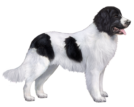 Landseer (European Continental Type)