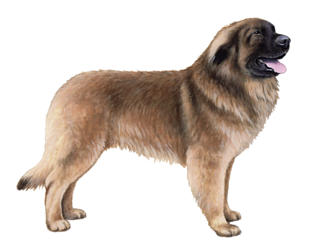 Leonberger