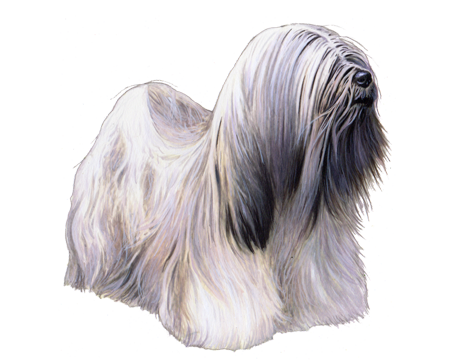 Lhasa Apso