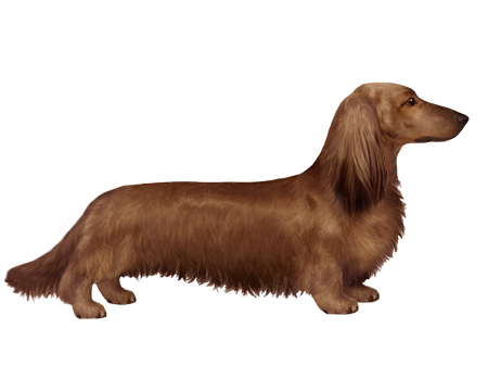 Longhaired Dachshund