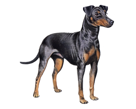 Manchester Terrier