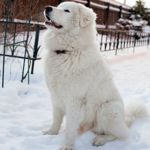 Maremma Sheepdog - carousel