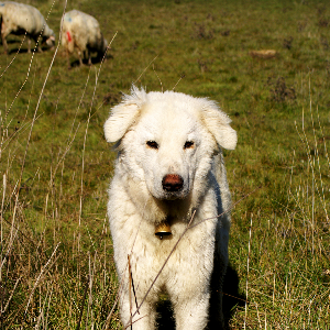 Maremma Sheepdog - carousel