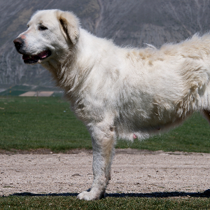 Maremma Sheepdog - carousel