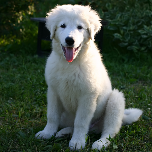 Maremma Sheepdog - carousel