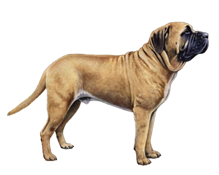 Mastiff