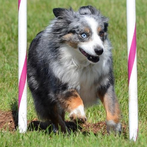 Miniature American Shepherd - carousel