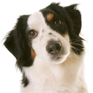 Miniature American Shepherd - carousel