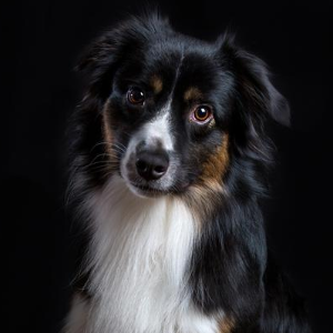 Miniature American Shepherd - carousel