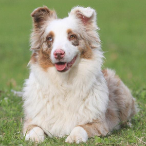 Miniature American Shepherd - carousel