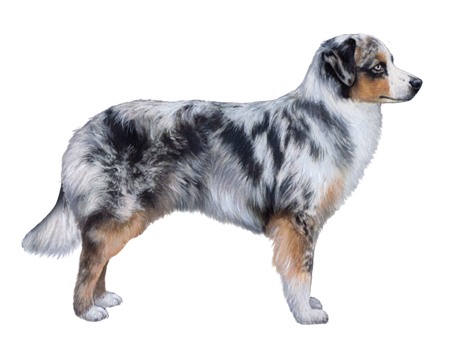 Miniature American Shepherd