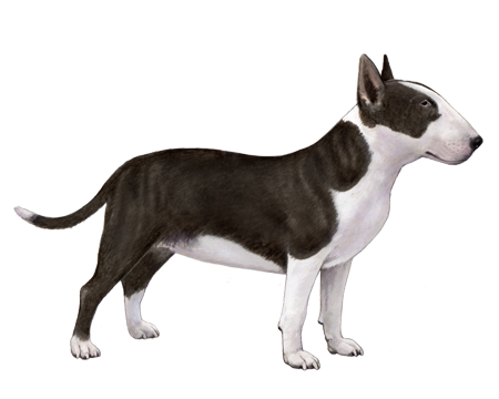 Miniature Bull Terrier