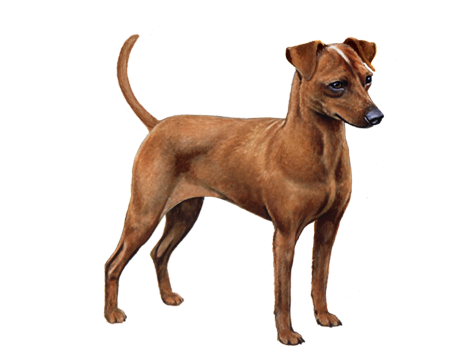 Miniature Pinscher