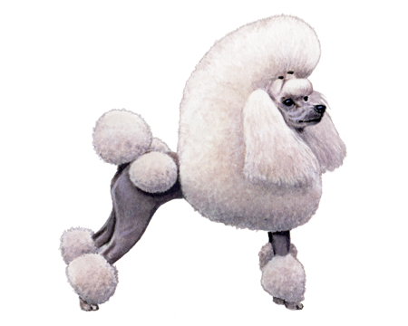 Miniature Poodle