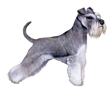 Miniature Schnauzer