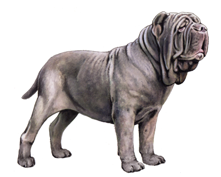 Neapolitan Mastiff