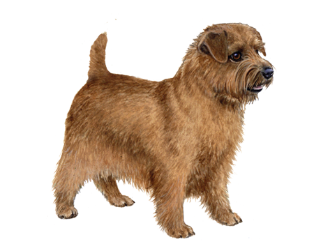 Norfolk Terrier