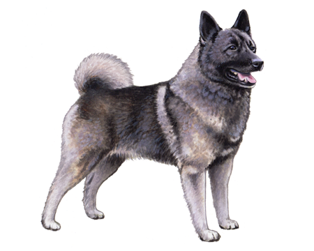 Norwegian Elkhound