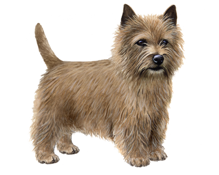 Norwich Terrier