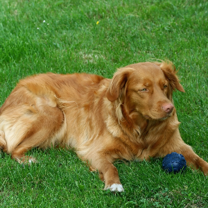 Nova Scotia Duck Tolling Retriever - carousel