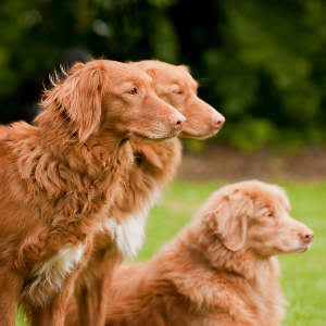 Nova Scotia Duck Tolling Retriever - carousel