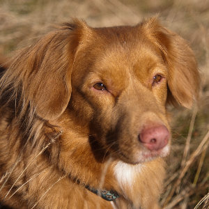 Nova Scotia Duck Tolling Retriever - carousel